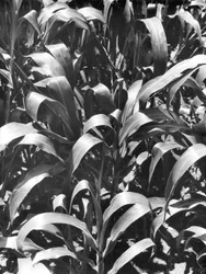 Plants de maïs, Mexique, vers 1929